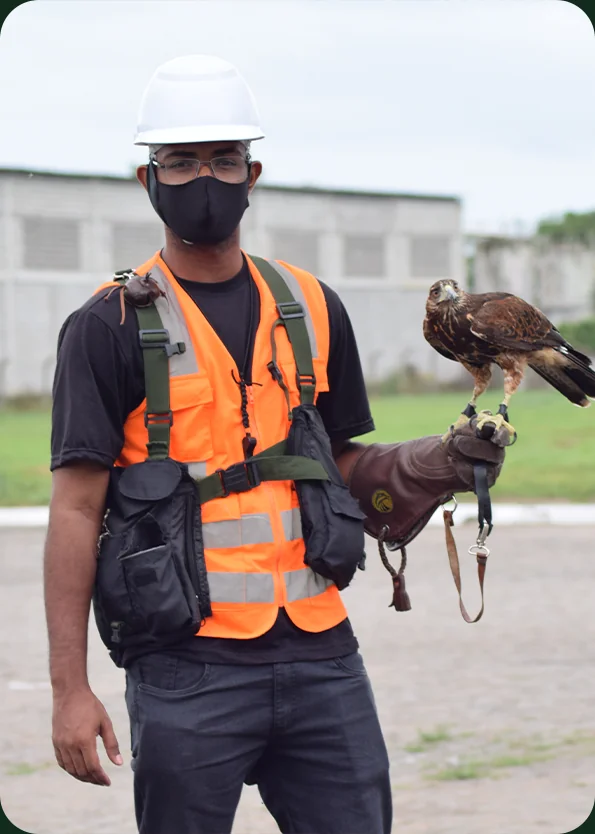 Técnico com equipamento de segurança segura ave de rapina durante manejo de risco de fauna em campo