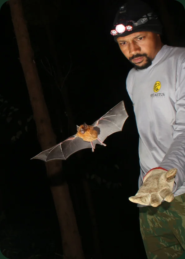 Especialista da Spizaetus realiza manejo noturno de morcego durante monitoramento de fauna
